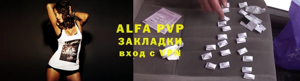 индика Бородино