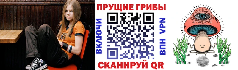блэк спрут рабочий сайт  Невель  Галлюциногенные грибы Psilocybe 